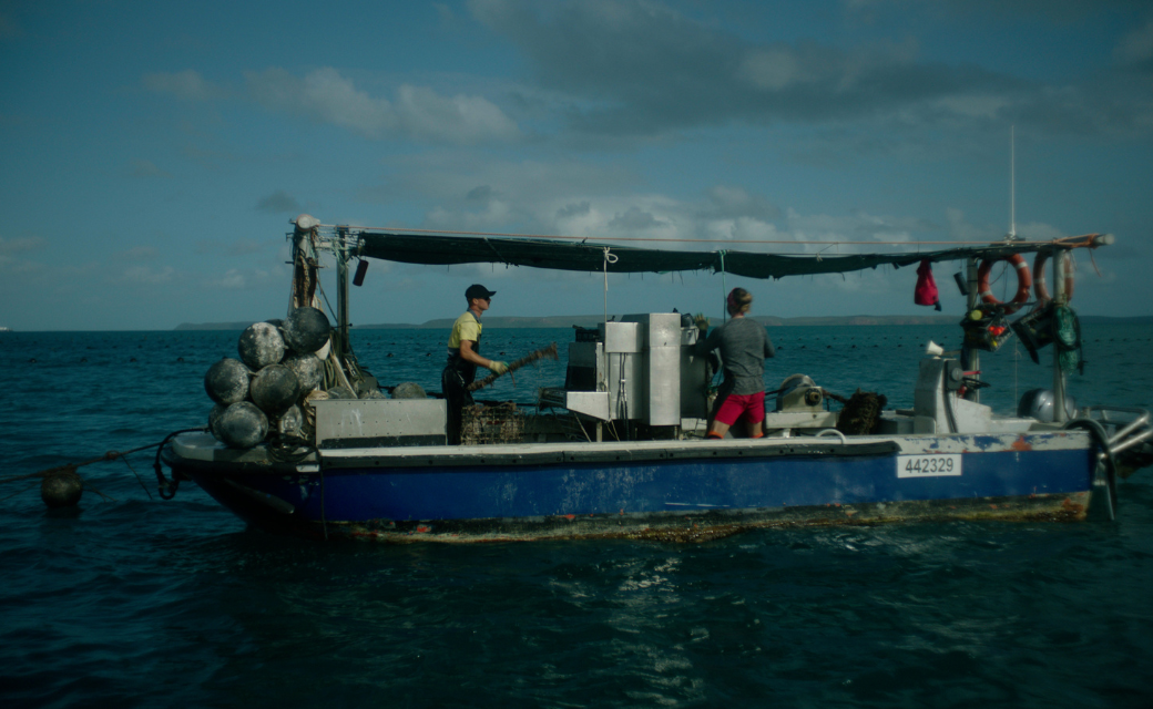 AUTORE MODA sustainable South Sea pearl farm