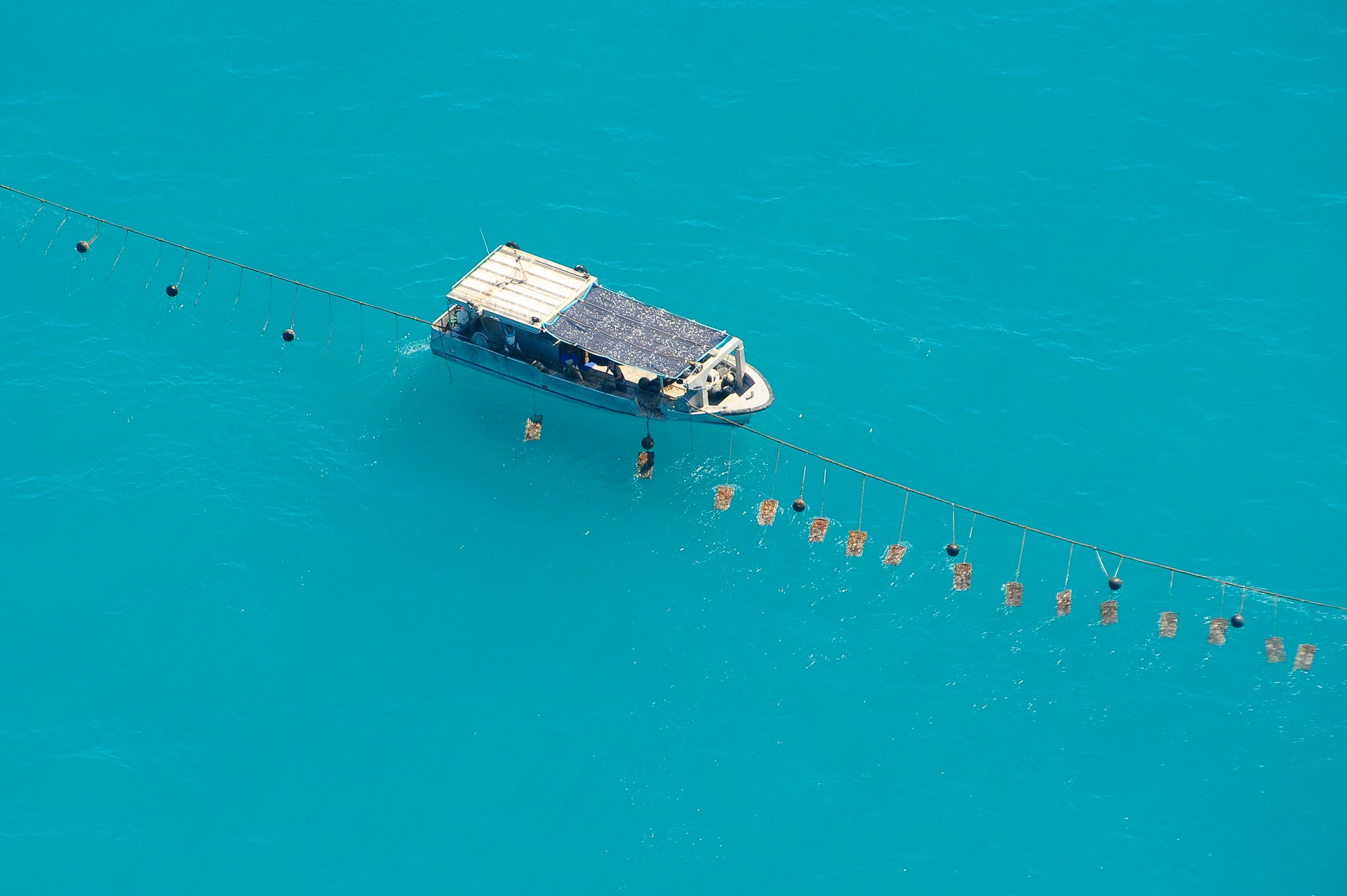 Aerial view of a pearl farming vessel tending a line of South Sea pearl oysters