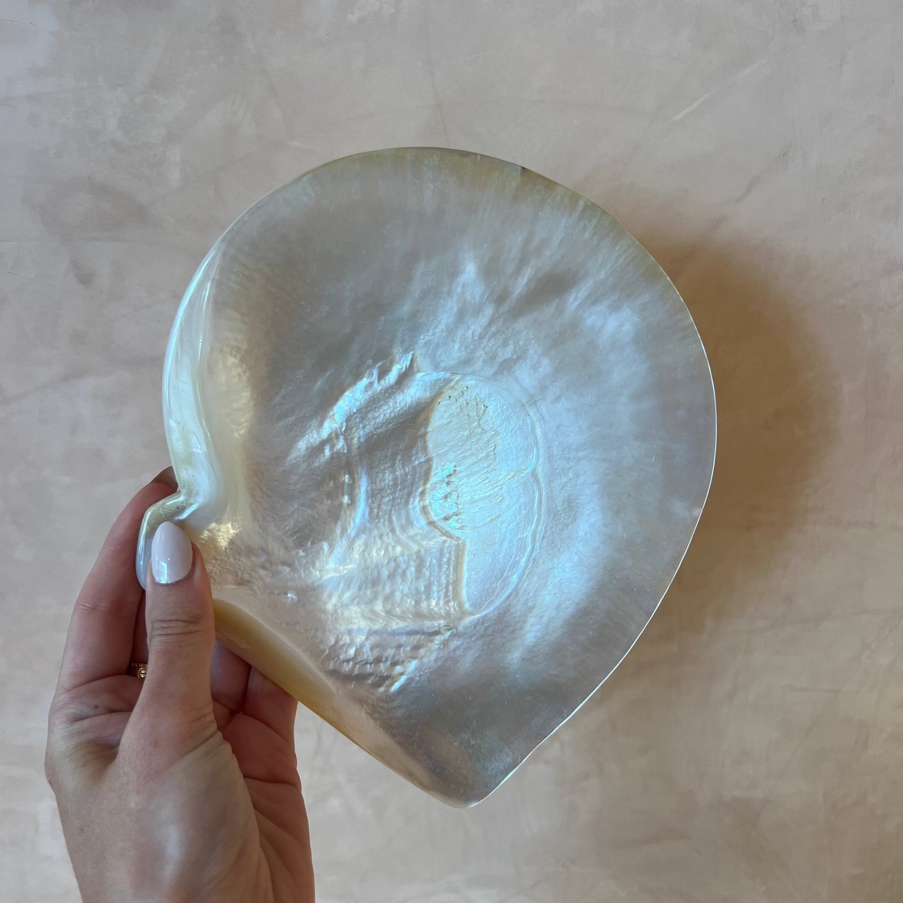 South Sea Pearl Shell A grade – mother of pearl shell, Autore Moda