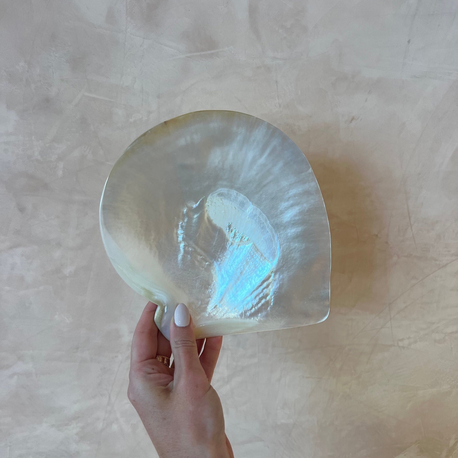 South Sea Pearl Shell A grade – mother of pearl shell, Autore Moda