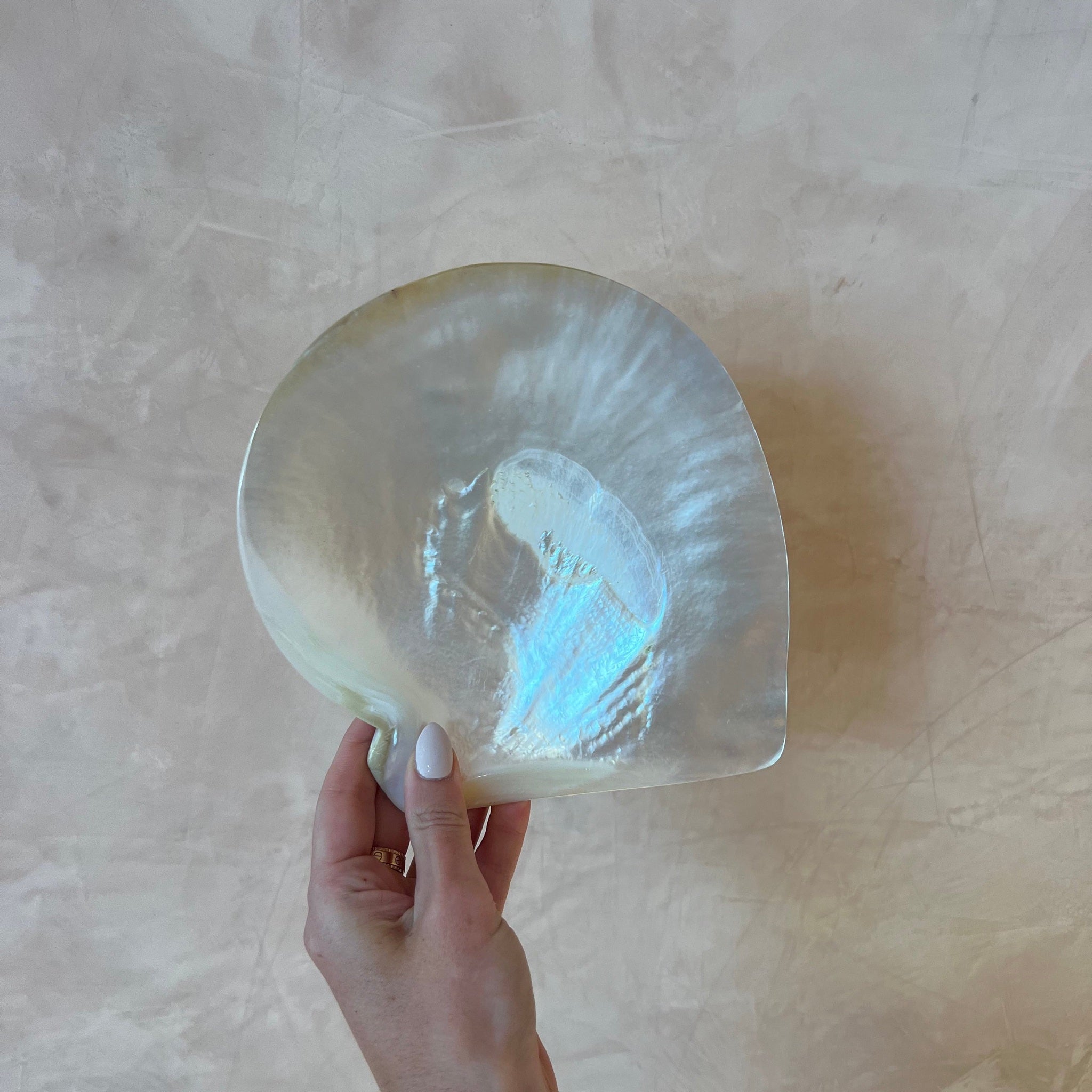 South Sea Pearl Shell A grade – mother of pearl shell, Autore Moda